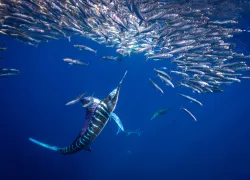 marlin-baitball-jay-clue.jpg.webp