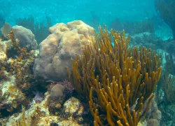 mesoamerican-reef-quintaroo-mexico-shutterstock-lunamarina.jpg.webp
