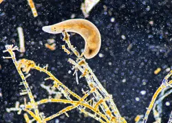 microscopic_ocean_flatfworm-.png.webp