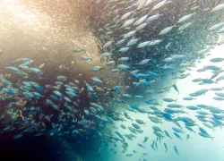 moalboal-cebu-philippines-sardine-run-shutterstock-mr.-james-kelley.jpg.webp