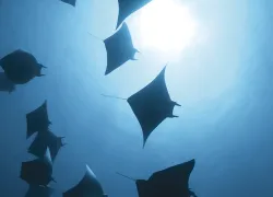 mobula-maldives-stephen-wong.jpg.webp