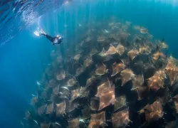 mobula-rays-expedition-freediver-jayclue-.jpg.webp