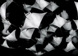 mobula-rays-sea-of-cortez-jason-sintek.jpg.webp