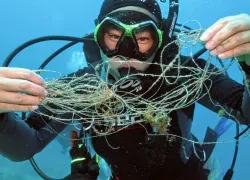 monofilament_saranilsson_.jpg.webp