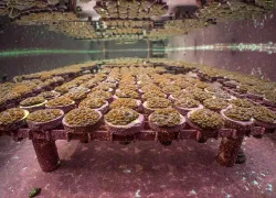 mote-land-based-nursery-credit-conor-goulding-web.jpg.webp