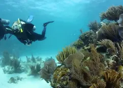 naui_certified_diver_video_teaser.jpg.webp