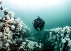 neutral-bouyancy-and-photography-diver-annie-crawley-.jpg.webp