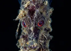 nicholas-samaras-macro-first--photocontest.jpg.webp