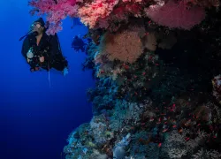 north-red-sea-brothers-coral-michael-s-fusco-.jpg.webp