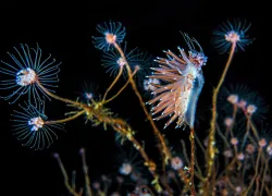 nudibranch--alex-mustard.jpg.webp