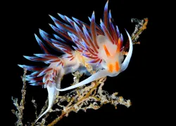 nudibranch__photo_contest_gallery_teaser.jpg.webp