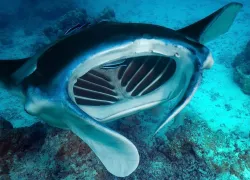 oceanic-manta-ray-shutterstock-yann-hubert.jpg.webp