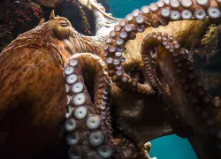 octopus-close-up-shutterstock-takayuki-ohama.png.webp