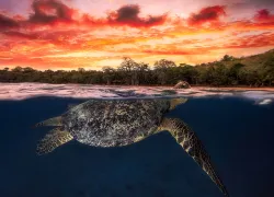 over_under_photo_gallery__contest_teaser_gabriel_barathieu_.jpg.webp