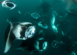 padi-travel-tips-maldives-manta.jpg.webp