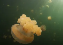palau.jpg.webp