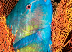 parrotfish-gabriel-barathieu.jpg.webp