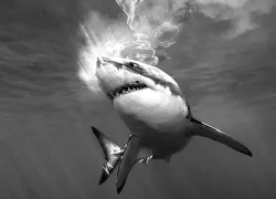 photo-contest-shark-black-white-teaser.jpg.webp