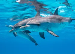 photo-tips-brent-durand-spotted-dolphins-x.jpg.webp