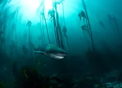 photographer-spotlight-tracey-jennings-sevengill-shark-teaser.jpg.webp