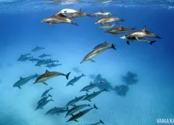photographer_spotlight_vania_kam_dolphins.jpg.webp