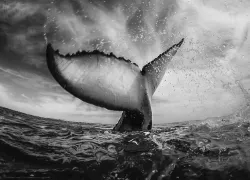 photographer_spotlight_whale_tail_teaser_rodney_bursiel.jpg.webp
