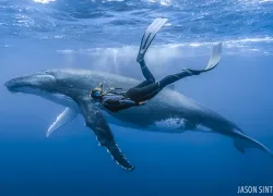 photographer_spotlight_whale_tonga_jason_sintek.jpg.webp