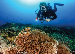 photographers-toolbox-diver-with-tray-and-handle-shutterstock-richard-whitcombe.jpg.webp