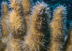 pillar-coral.jpg.webp