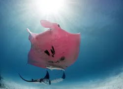 pink-manta-kristian-laine.jpg.webp