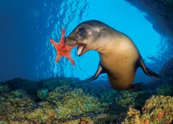 playful-sea-lion-pup-alex-mustard.jpg.webp