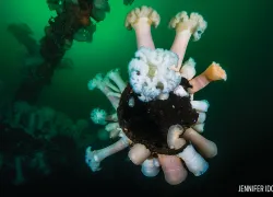 plumose-anemone-puget-sound-seattle-diving.jpg.webp