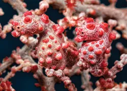 pygmy-seahorses-tobias-friedrich.jpg.webp