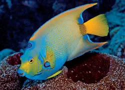 queen-angelfish.jpg.webp