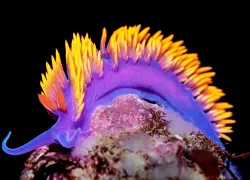 readerschoice.mermaid.montana.scubadivingmag.feb.jpg.webp