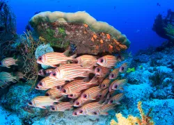 red-soldierfish-raja-ampat-indonesia-shutterstock-sergeuwphoto.png.webp