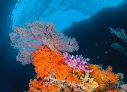 reef-scape-alex-mustard.jpg.webp