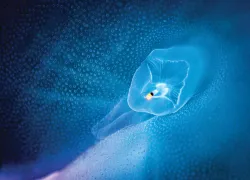rhopalia_edit.jpg.webp