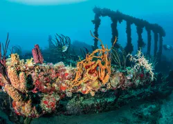 rms-rhone-tanya-burnett.jpg.webp