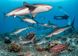 roatan-shark-dive.scubadivingmagaizne.november.jpg.webp