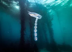 salps-_edit.jpg.webp