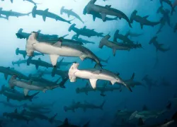 scalloped_hammerheads-teaser_.png.webp