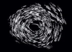 school-of-fish-black-and-white-alex-mustard.jpg.webp