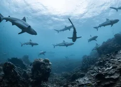 schooling-grey-sharks-ningaloo-reef-west-australia-shutterstock-lewis-burnett.jpg.webp