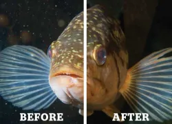 scu-remove-backscatter-before-after-teaser.jpg.webp