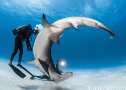 scu-shark-feature-icon.jpg.webp