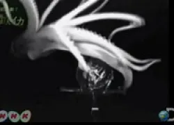 scu-squid-thumb.jpg.webp