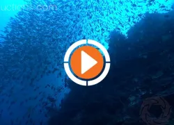 scu-undersea-realm-video.jpg.webp