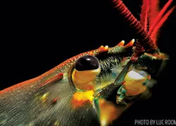 scu_photo-contest-grand-prize_lobster_macro.jpg.webp