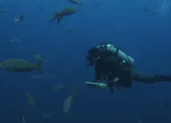 scuba-certification.jpg.webp